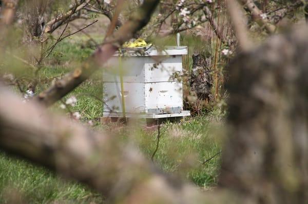 Honey bees on the property help make the honey sold in the store.