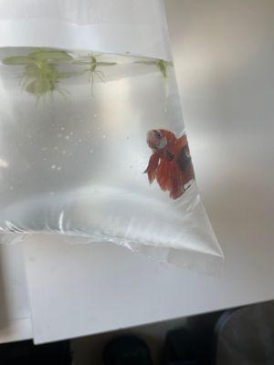 Betta fish