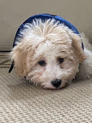 The "cone of shame" following Hunter's neutering.