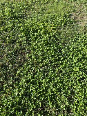 Weeds on my lawn which we paid for treatment