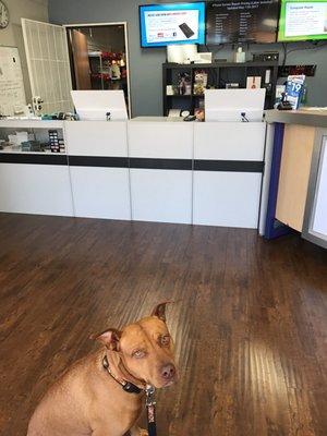 My dog is enjoying the dog-friendly service at Mobile FixIt.