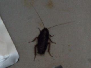 Picture of Actual Roach in our home!!!!!!!!!