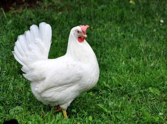 Leghorn