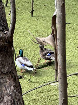 Male Mallard Duck on Left, Female Mallard Duck on the right