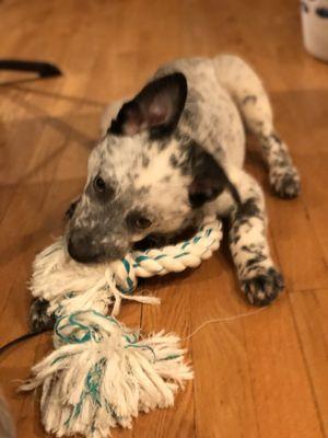 Emmy loves her dental floss rope toy. Love the one ear up and one ear down.