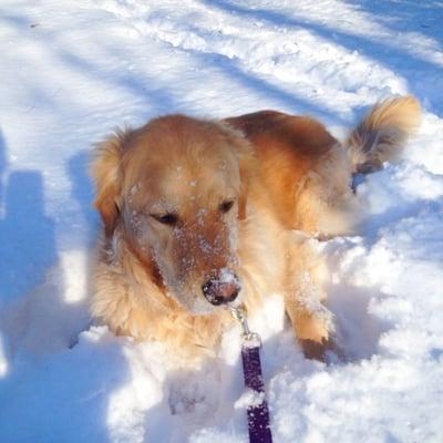 Fur friend Gracie enjoying a romp in the snow on her morning walk.