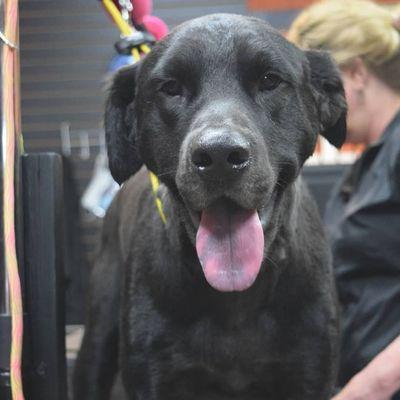 Tongue out for a great groom