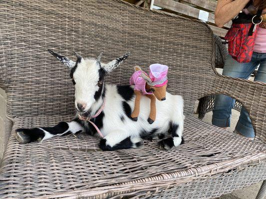 Cute goat!!