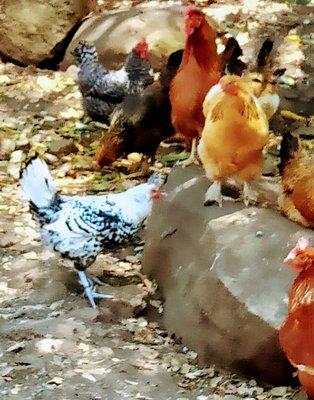 Chickens.  Laying the daily eggs. (All the food is raised there. But THESE CHICKENS ARE TOTALLY NOT FOOD!!!) ALSO They like to be hugged!