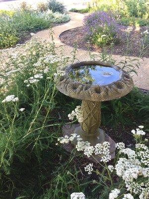 Current bird bath surrounded by white yarrow flowers.