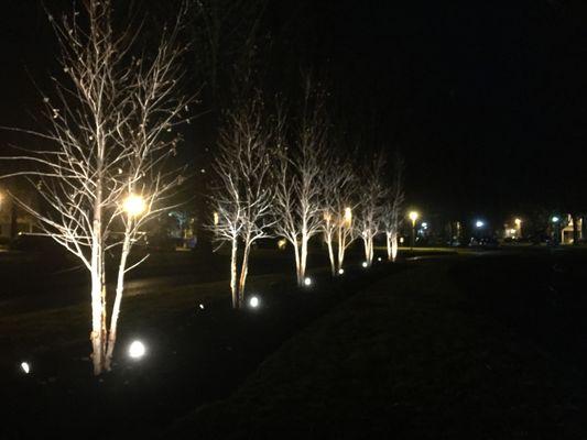 Birch Trees at night main entrance