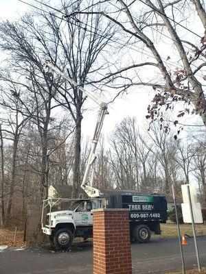 Lawrenceville, NJ tackling another dead tree. Thank you Luis for using Princeton tree service/ ADP Land design.