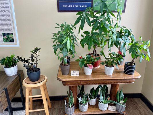 House plants for sale