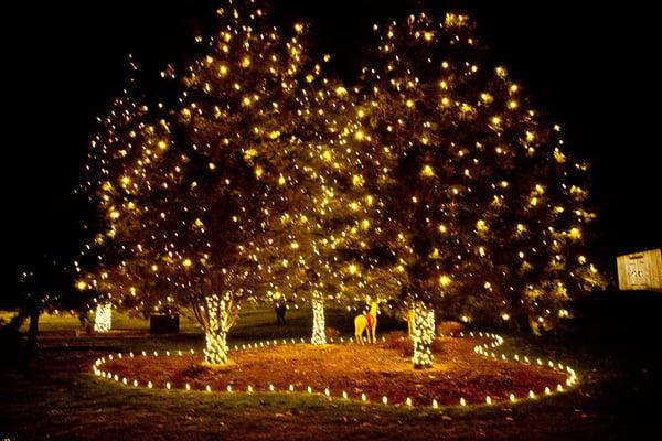 Holiday Lighting Displays