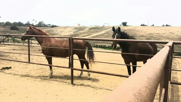 Two of Horse Play Rental's horses relaxing out in Pasture