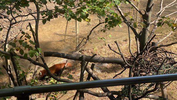 Bengali Express Monorail - red panda