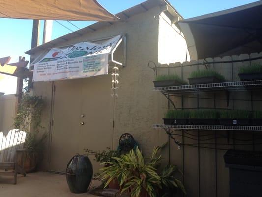 Outdoor garden - growing wheat grass and kale - nice place to sit and relax