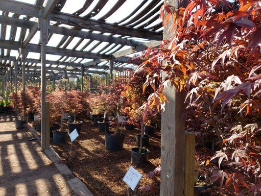 A vast selection of Japanese maples cloverdale  nursery has