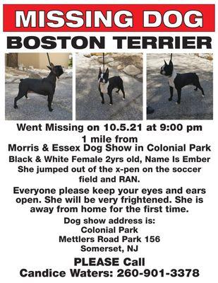 PLEASE HEPL - LOST BOSTON TERRIER