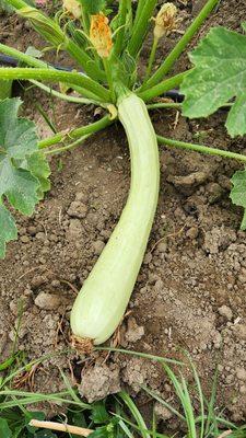 Long White Palermo Zucchini