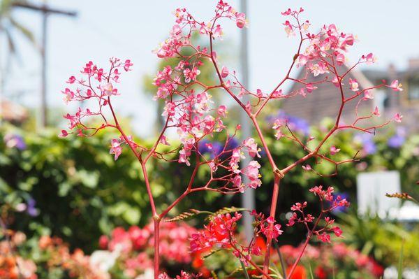 Flower from begonia?  I don't recall