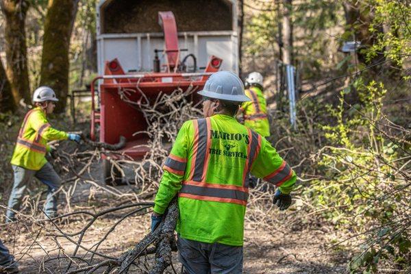 Mario's Tree Service