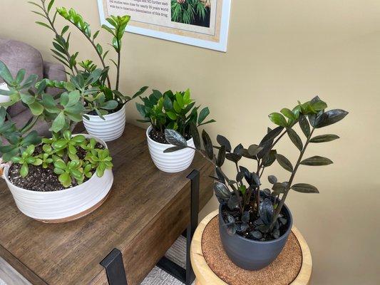 A few house plants for sale