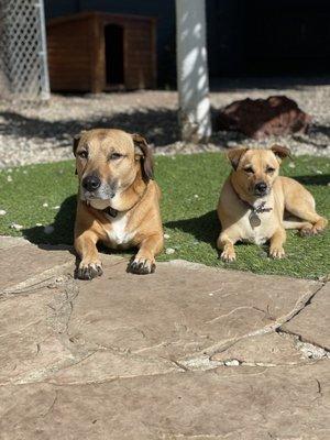 Just two good girls sun bathing