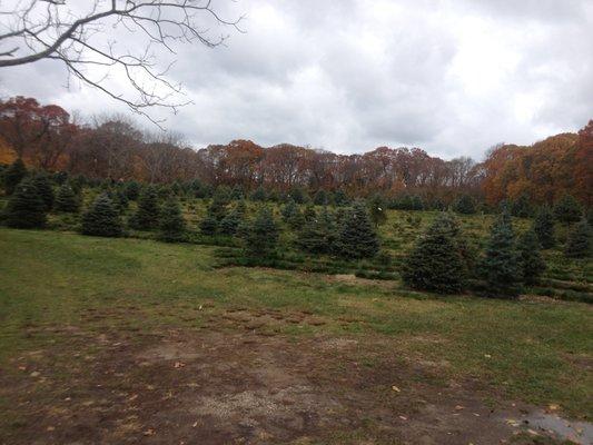 Carter Christmas Tree Farm