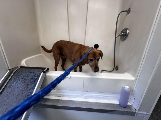 Sink high tub with dog ramp