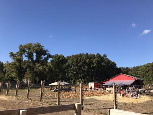 Pumpkin picking and hay rides