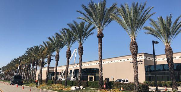 Palm Tree Trimming at Ontario Business Center, Central Ave