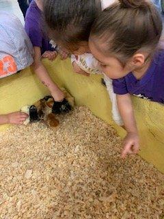 petting chicks at the farm