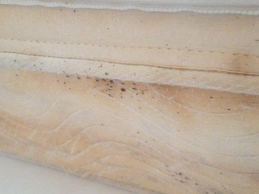 bed bugs in hotel matress