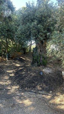 Olive tree