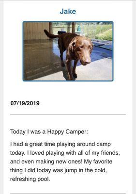 Doggy day camp report card