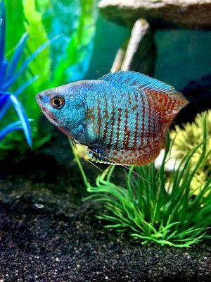 Nautilus Tropical Fish