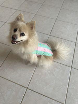 Rocket, our Pomeranian