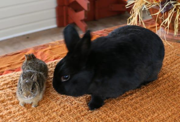 Our pet bunny saying goodbye just before we release them