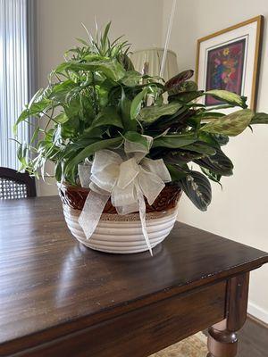 Green plants arrangement with lovely bow