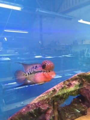 Flowerhorn cichlid with very nice markings and pearl, and a big DOME!!!