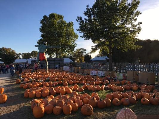 Row after row of pumpkins