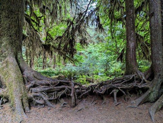 Olympic National Park