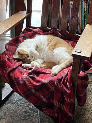 Dr. Pickles lying elegantly on a blanket-covered wooden chair located on the second floor