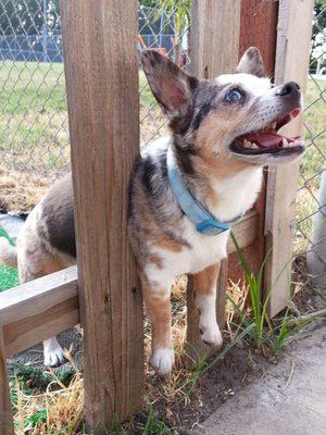 Bea B., my first dog taken to Lodi Veterinary Hospital.