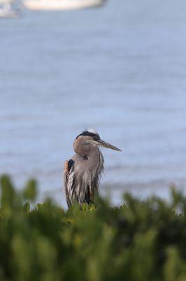 Great Blue Heron at the bay