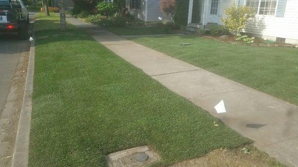 Sod installation on small to extra large lawns