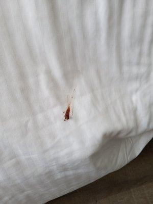 Human fecal matter on the comforter