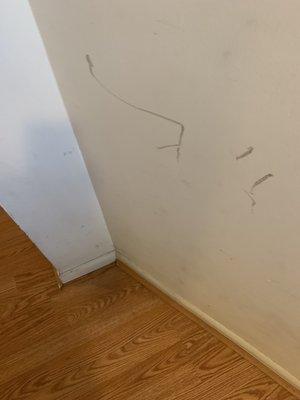 Scratches like this all over my hallway... WTF