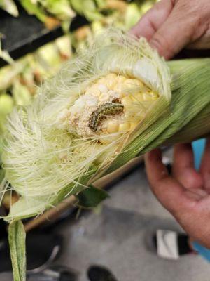 An insect on the corn. They shouldn't be selling corn with insects and that are bad.